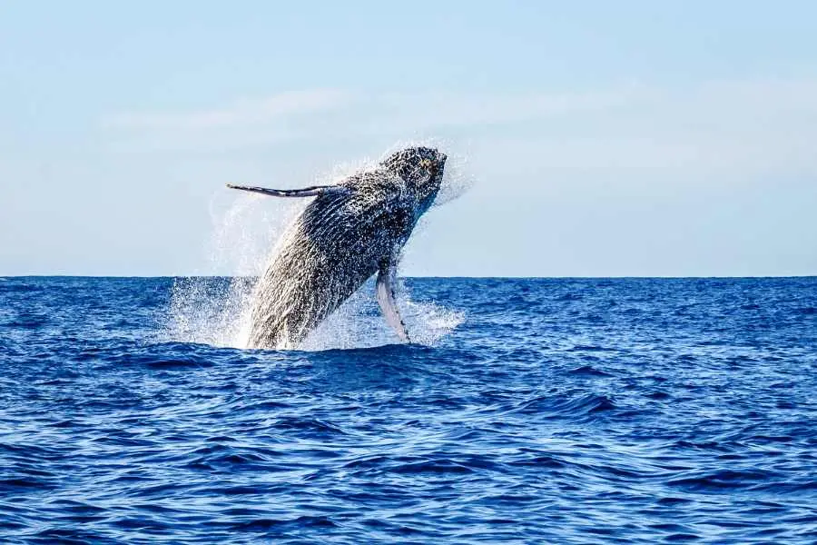 Santuario De Ballenas De El Vizcaíno, Baja California Sur