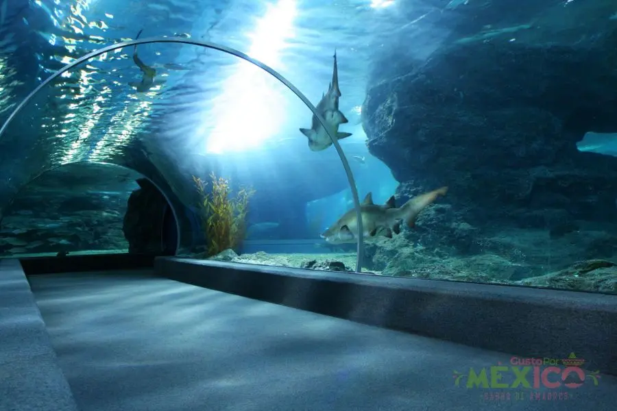 Acuario Michin: qué hacer en este rincón asombroso de la Ciudad de México