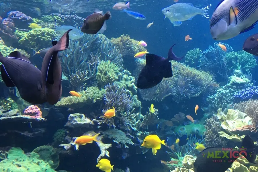 Acuario Michin: qué hacer en este rincón asombroso de la Ciudad de México