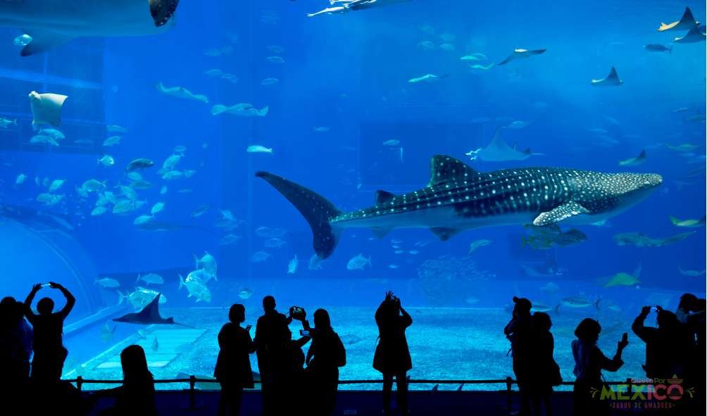 Acuario Michin: qué hacer en este rincón as