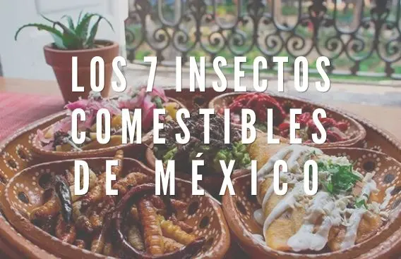 Los 7 Insectos Comestibles de México que Debes Conocer