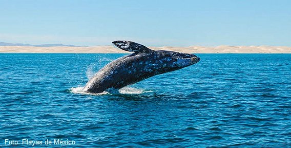 Santuario De Ballenas De El Vizcaíno, Baja California Sur