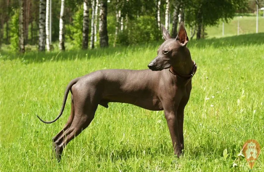 La Leyenda Del Xoloitzcuintle: Un Perro Mexicano Mágico